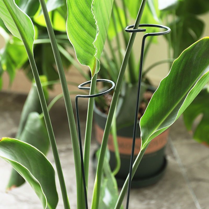 Anillo de estaca de soporte pa - Gardening Tools Range reseña y precio