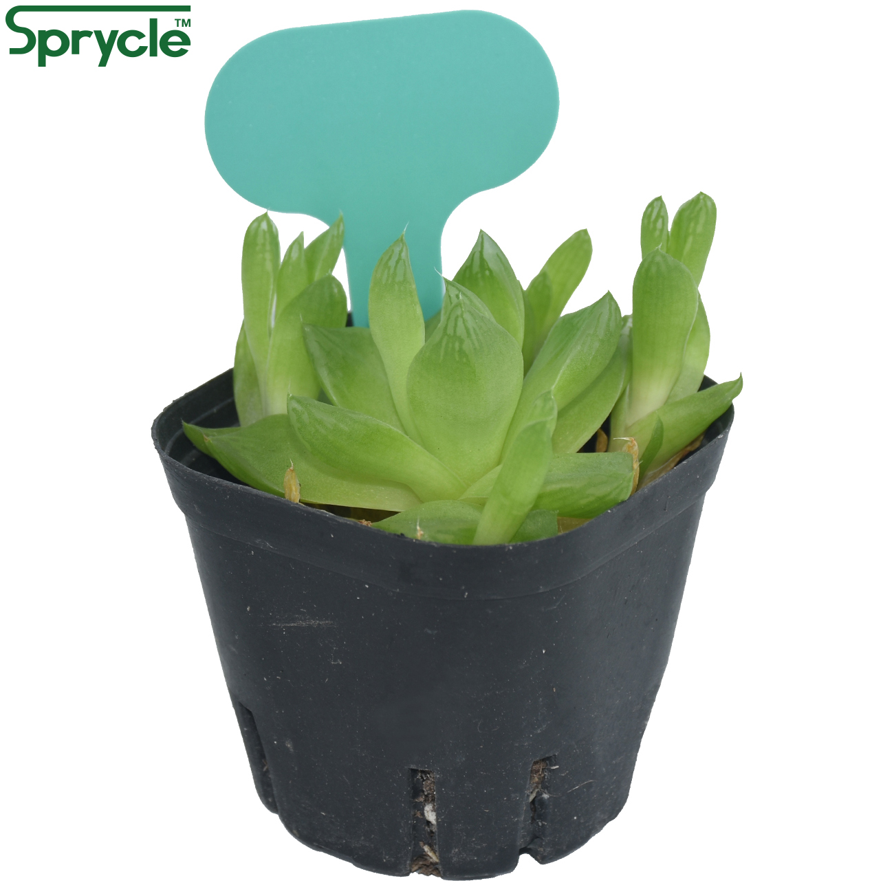 SPRYCLE-marcadores coloridos p - Garden Label Marker reseña y precio
