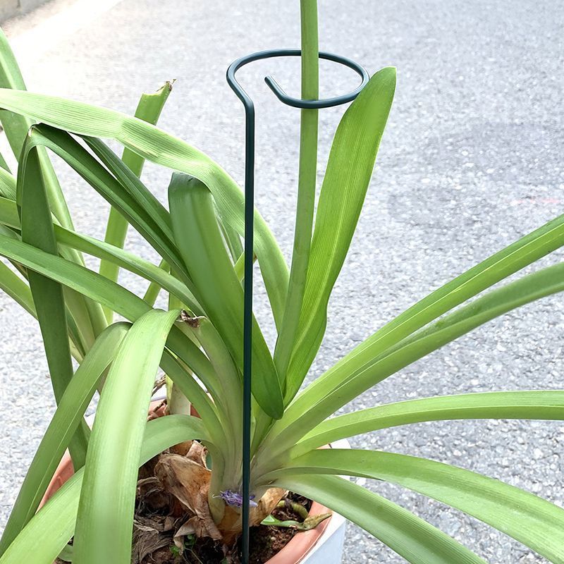 Soporte de arbustos para plant - Gardening Tools Range reseña y precio