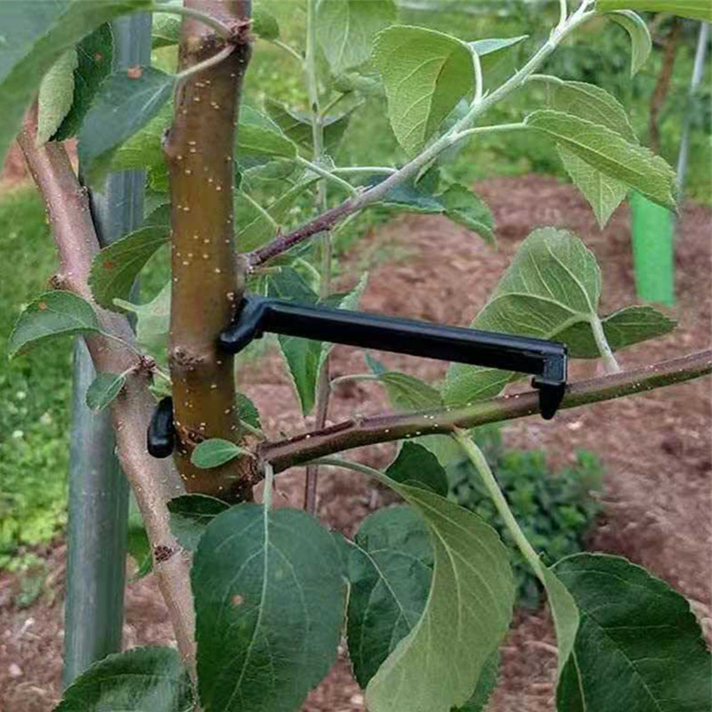Clips para árboles frutales, s - Root Watering Spike reseña y precio