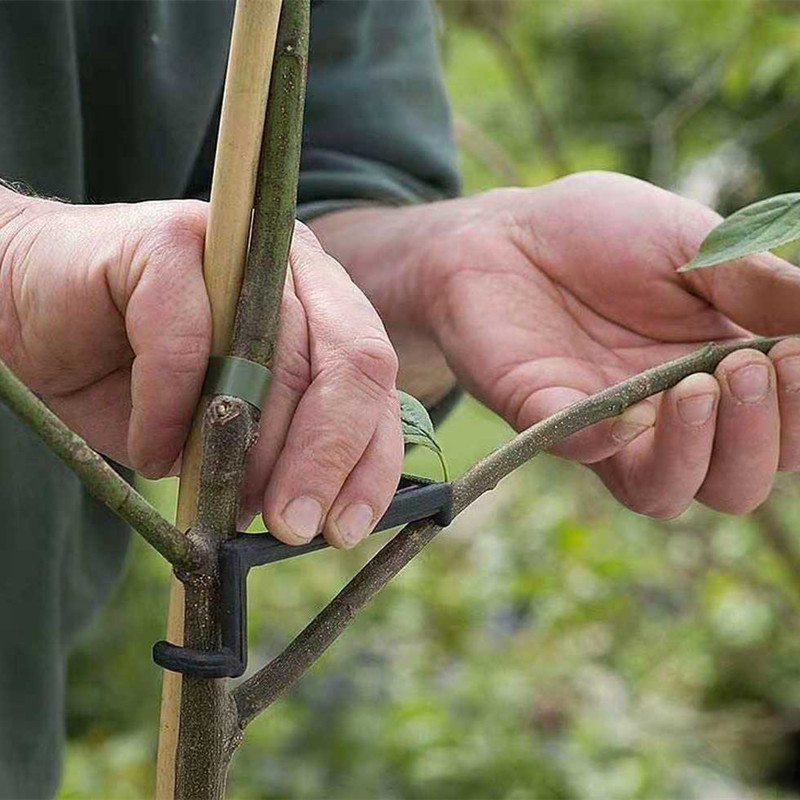 Clips para árboles frutales, s - Root Watering Spike reseña y precio